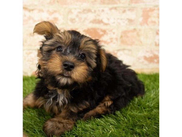 Yorkshire Terrier DOG Male Black / Tan 13963 Petland Fairfield, Ohio