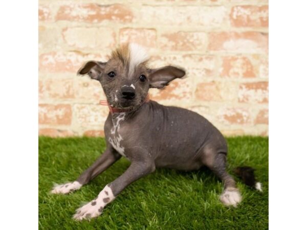 Chinese Crested DOG Male Black 13961 Petland Fairfield, Ohio