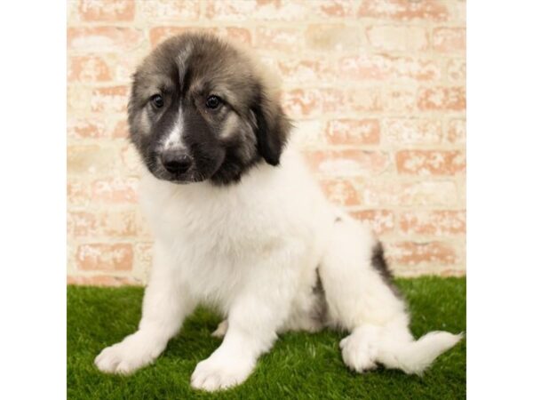 Great Pyrenees/Anatolian Shepherd-DOG-Female-White-13962-Petland Fairfield, Ohio