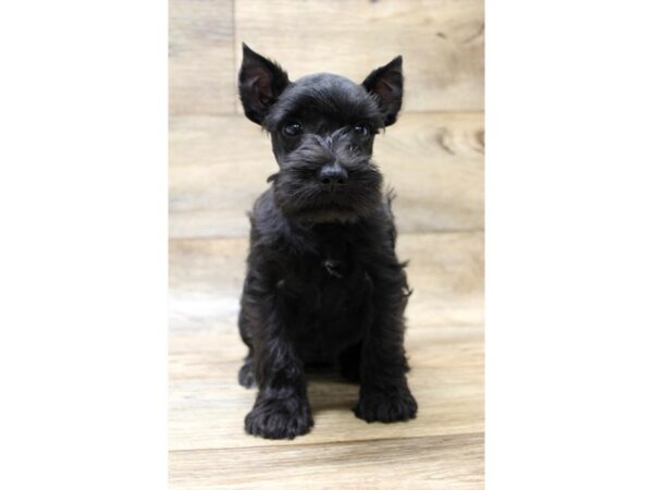 Miniature Schnauzer DOG Female Black 13968 Petland Fairfield, Ohio