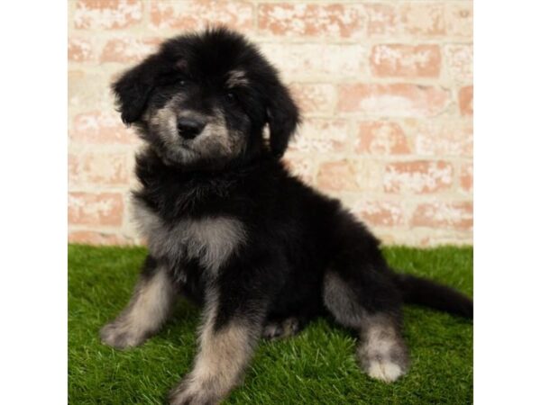 Huskipoo-DOG-Female-Black / White-13971-Petland Fairfield, Ohio