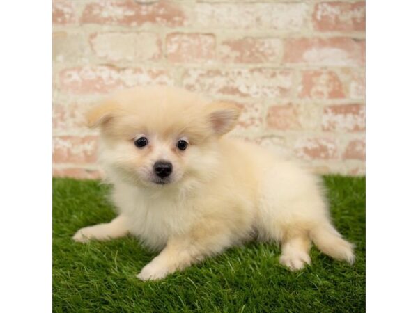 Pomeranian DOG Female Cream 13975 Petland Fairfield, Ohio