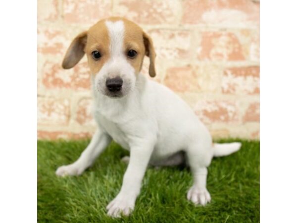 Jack Russell Terrier DOG Male White 13970 Petland Fairfield, Ohio