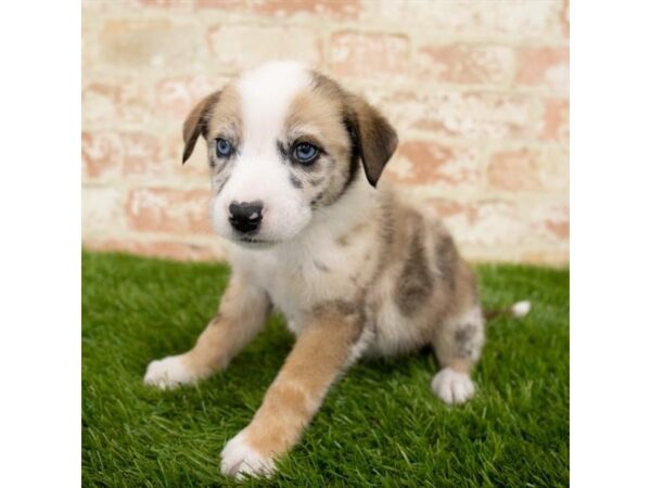 Miniature Australian Shepherd/Border Collie-DOG-Male-Red Merle-13974-Petland Fairfield, Ohio