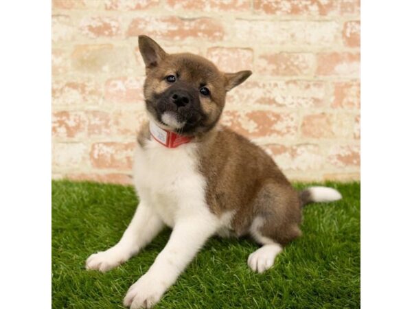 Shiba Inu DOG Male Red Sesame 13984 Petland Fairfield, Ohio