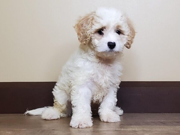 Cava Chon-DOG-Male-Blenhiem-13977-Petland Fairfield, Ohio