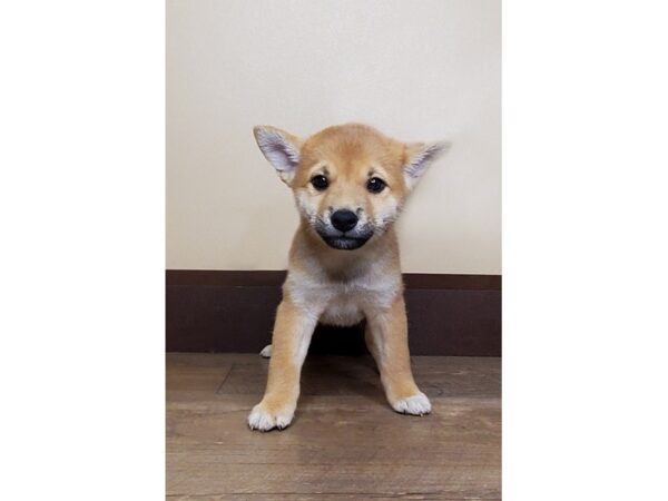 Shiba Inu DOG Male Red 13978 Petland Fairfield, Ohio