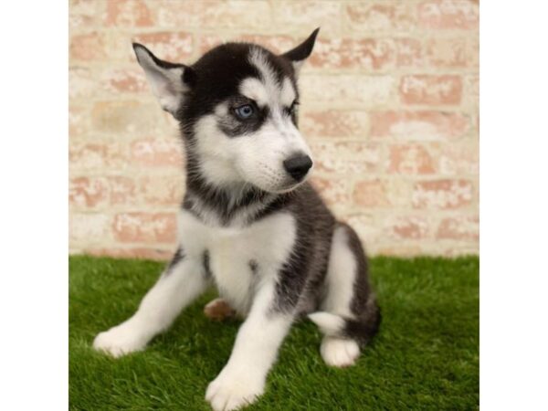 Siberian Husky DOG Male Black / White 14001 Petland Fairfield, Ohio