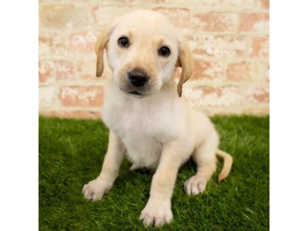 Labrador Retriever DOG Male Yellow 13997 Petland Fairfield, Ohio