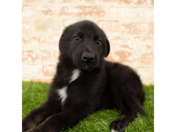 German Shepherd Dog DOG Male Black 13999 Petland Fairfield, Ohio