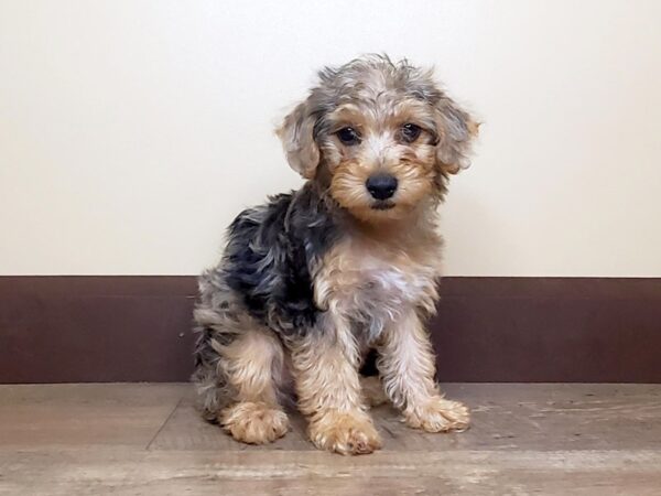 Yorkiepoo DOG Female Merle 13991 Petland Fairfield, Ohio