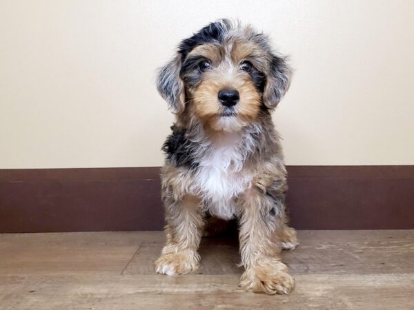 Yorkiepoo DOG Male Merle 13990 Petland Fairfield, Ohio