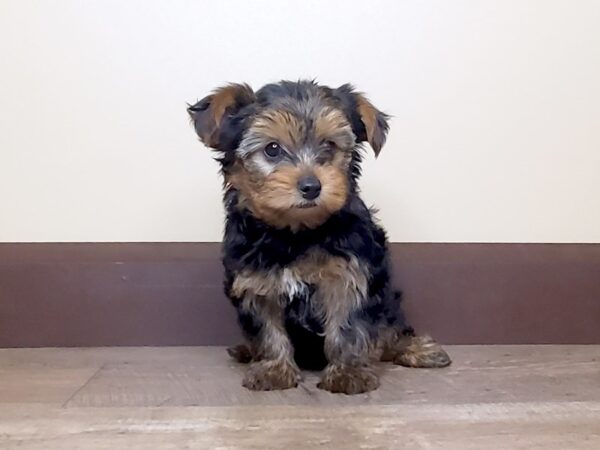 Yorkshire Terrier DOG Female Black/Brown 13989 Petland Fairfield, Ohio