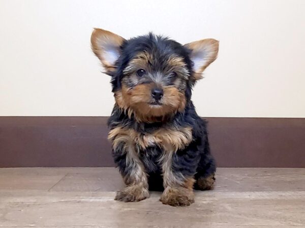 Yorkshire Terrier DOG Male Black/Brown 13988 Petland Fairfield, Ohio