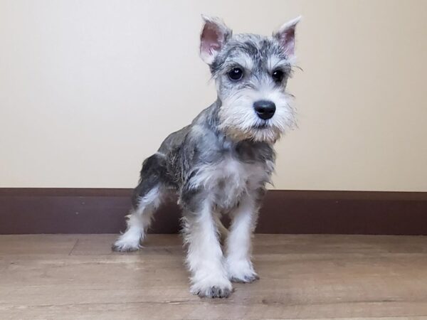 Miniature Schnauzer DOG Female Salt / Pepper 13980 Petland Fairfield, Ohio