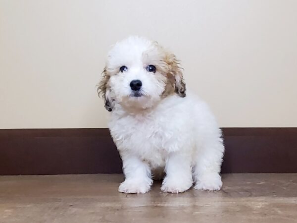 Bichapoo DOG Male Sable 13981 Petland Fairfield, Ohio