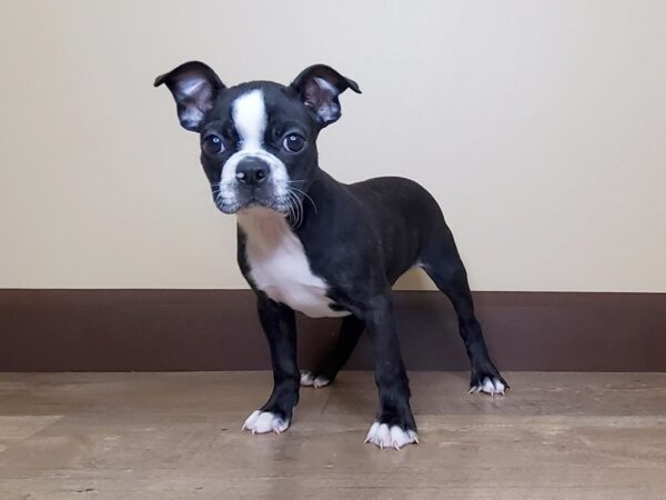 Boston Terrier DOG Male Black / White 13979 Petland Fairfield, Ohio