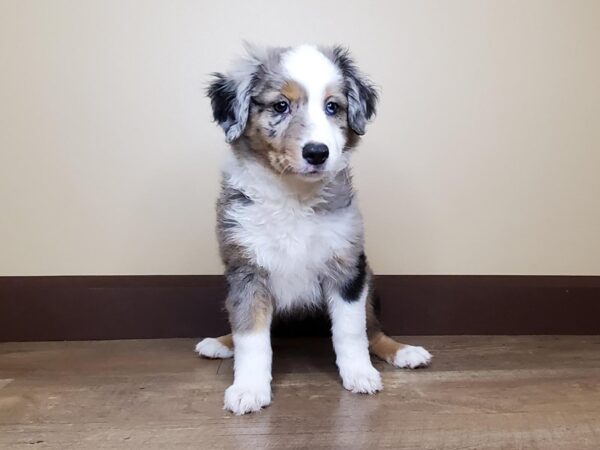 Miniature Australian Shepherd DOG Female Blue Merle 13995 Petland Fairfield, Ohio