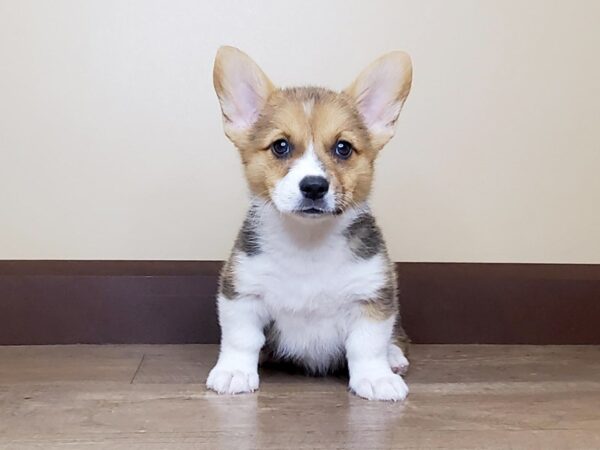 Pembroke Welsh Corgi DOG Female Black / Tan 13994 Petland Fairfield, Ohio