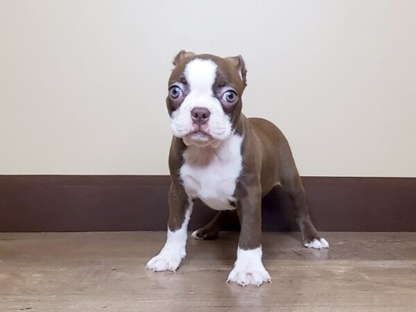 Boston Terrier DOG Female Seal / White 13993 Petland Fairfield, Ohio