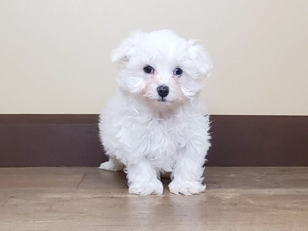 Maltese DOG Male White 13992 Petland Fairfield, Ohio