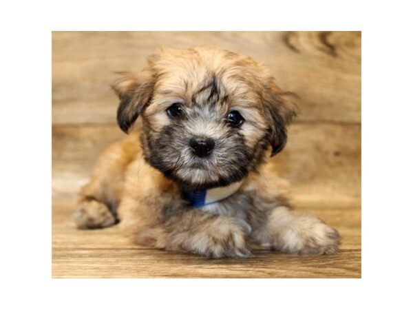 Teddy Bear DOG Female Gold Sable 14002 Petland Fairfield, Ohio