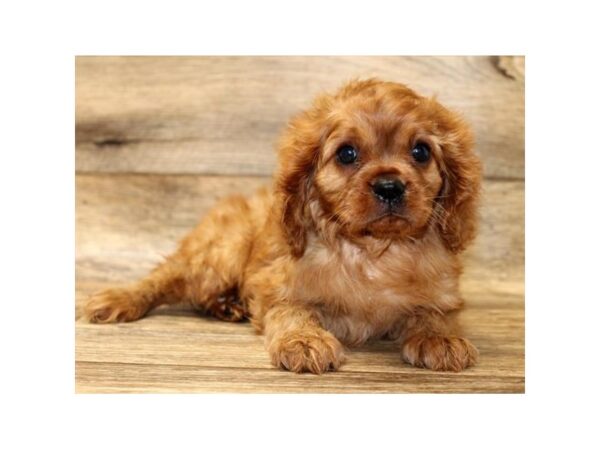 Cavalier King Charles Spaniel DOG Male Ruby 14004 Petland Fairfield, Ohio