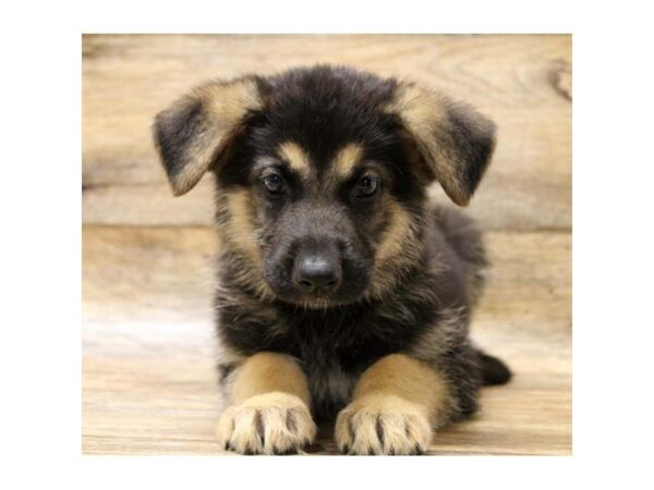 German Shepherd Dog DOG Male Black / Tan 14003 Petland Fairfield, Ohio