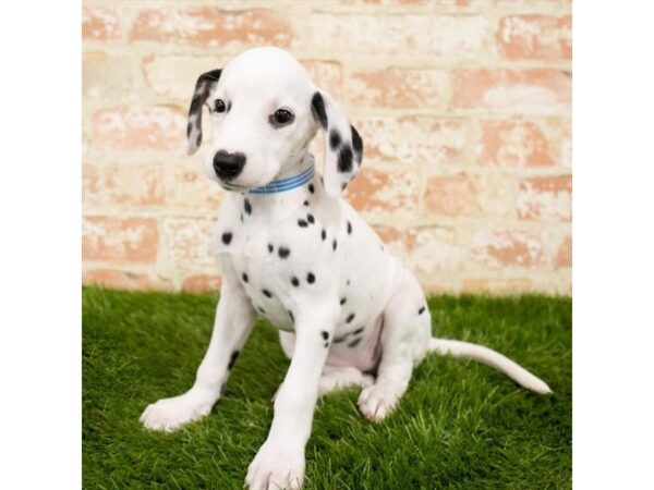 Dalmatian DOG Female White 14005 Petland Fairfield, Ohio