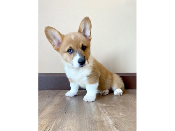 Pembroke Welsh Corgi DOG Male Red 77782 Petland Fairfield, Ohio