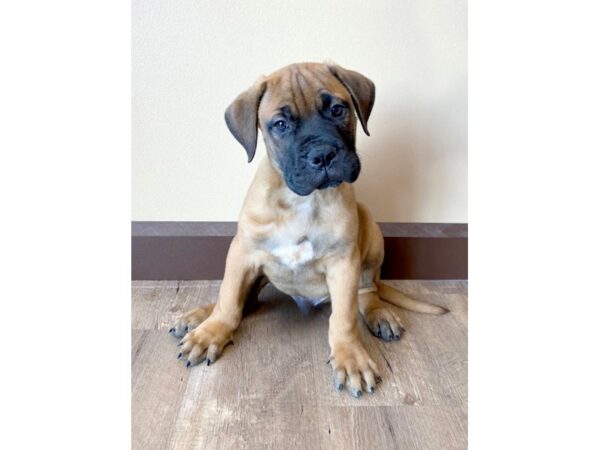 Bullmastiff DOG Male Apricot 14007 Petland Fairfield, Ohio