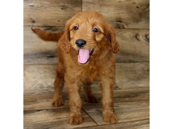 Goldendoodle Mini-DOG-Male-Red-14011-Petland Fairfield, Ohio