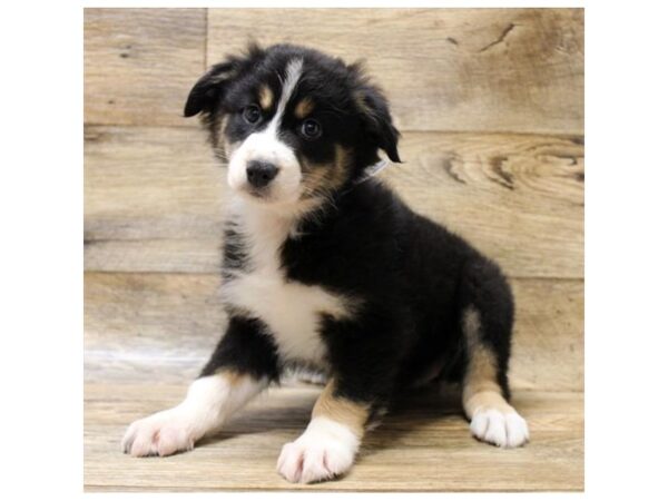 Miniature Australian Shepherd DOG Female Black Tan / White 14012 Petland Fairfield, Ohio