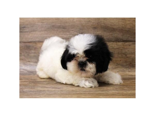 Shih Tzu DOG Male Black / White 14009 Petland Fairfield, Ohio