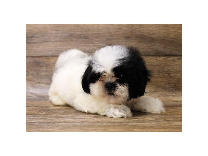 Shih Tzu Puppy Black / White ID:14009 Located at Petland Fairfield