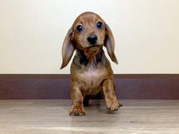 Dachshund DOG Male Wild Boar 13996 Petland Fairfield, Ohio