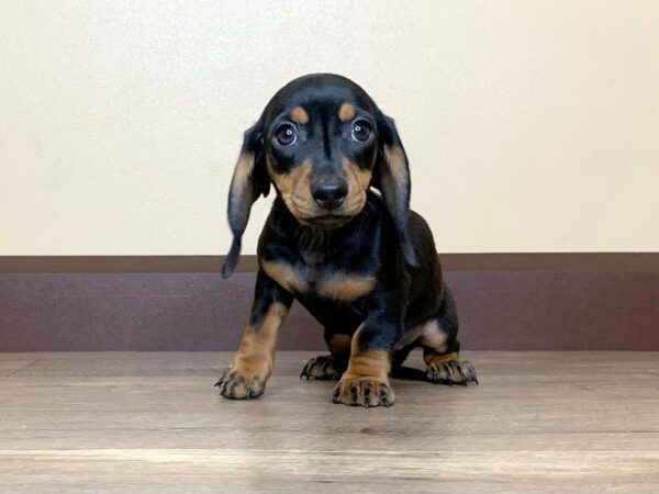 Dachshund DOG Female Black / Tan 14000 Petland Fairfield, Ohio