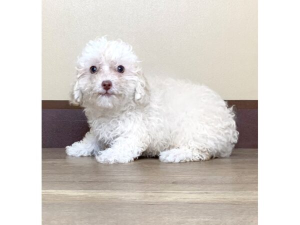 Poodle DOG Female Cream 13998 Petland Fairfield, Ohio