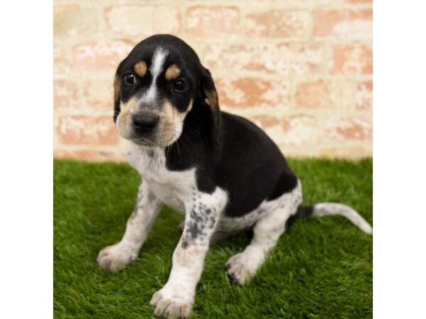 Beagle DOG Male Black White / Tan 14016 Petland Fairfield, Ohio