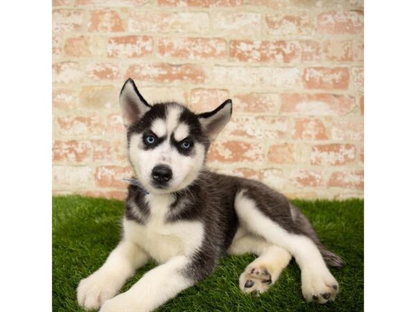 Siberian Husky DOG Female Black / White 14015 Petland Fairfield, Ohio