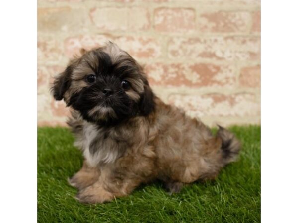 Shih Tzu DOG Male Grizzle 14014 Petland Fairfield, Ohio