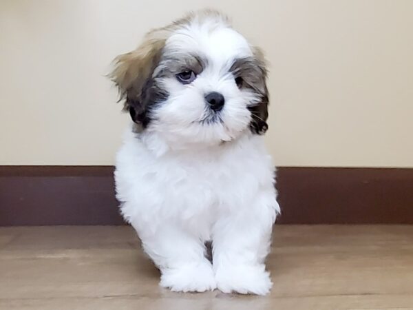 Lhasa Apso DOG Male Brindle 14006 Petland Fairfield, Ohio