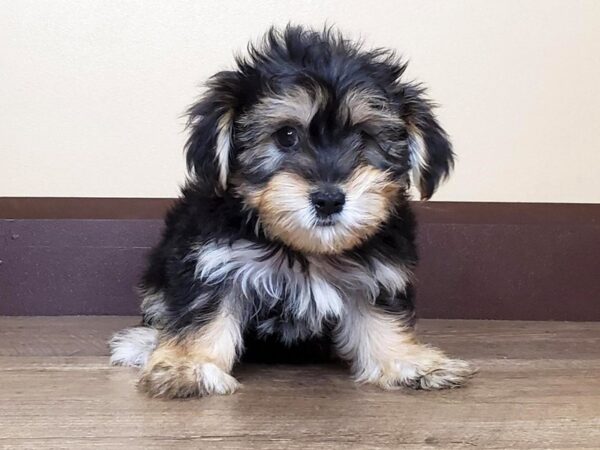 Yorkshire Terrier DOG Male black and tan 13985 Petland Fairfield, Ohio