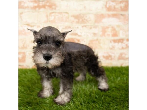 Miniature Schnauzer DOG Male Black / Silver 14017 Petland Fairfield, Ohio