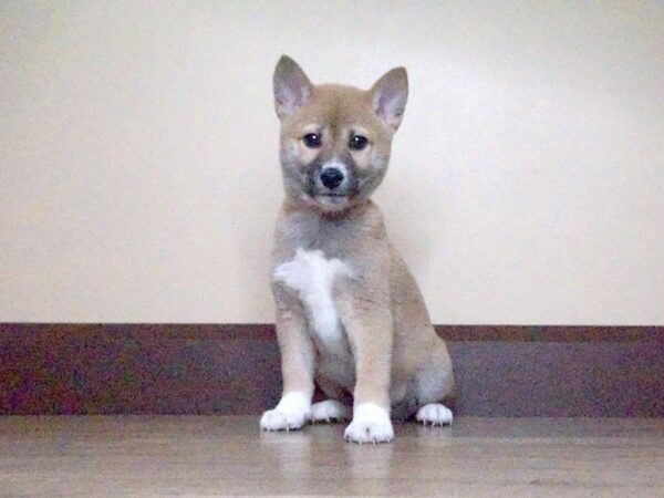 Shiba Inu DOG Male Red / White 14027 Petland Fairfield, Ohio