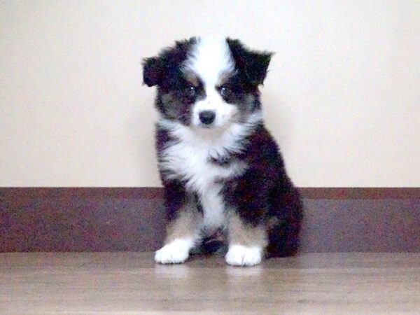 Miniature Australian Shepherd DOG Male Black White / Tan 14023 Petland Fairfield, Ohio