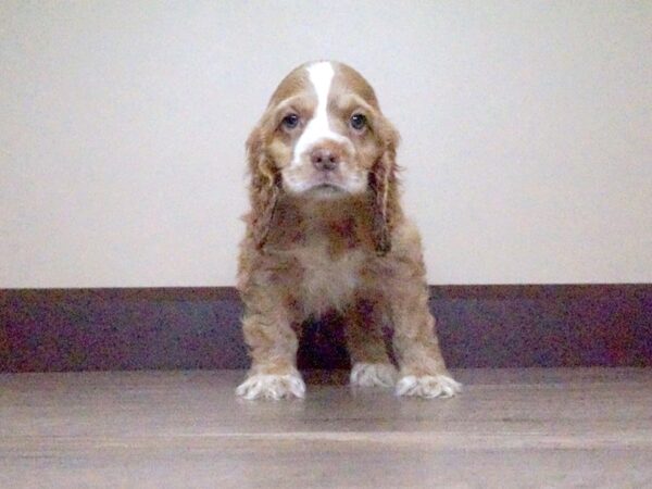 Cocker Spaniel DOG Male BUFF 14022 Petland Fairfield, Ohio