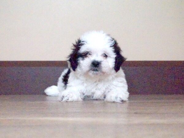 Teddy Bear DOG Female BLK WHITE 14021 Petland Fairfield, Ohio