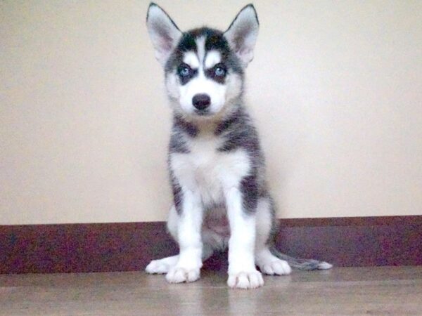 Siberian Husky DOG Female Black White 14020 Petland Fairfield, Ohio