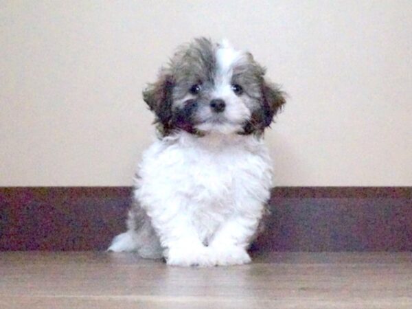 ShizaPoo-DOG-Male-Brindle / White-14018-Petland Fairfield, Ohio